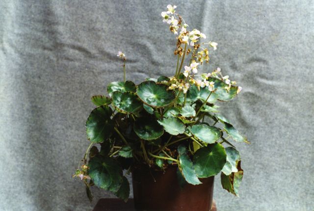 B. ‘Ruby’